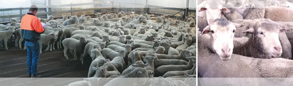Sheep in a well-maintained farm with a worker ensuring quality care